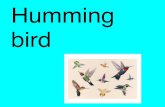 Humming bird jayme and myia