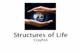 Crayfish classroom slides