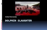 Dolphin slaughter by anibal