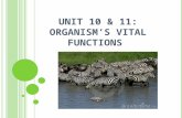 Unit 10 & 11: Organism's vital functions