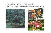 Star fruit (belimbing)