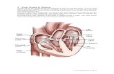 Heart - Structure and Function of the Aortic Valve3.doc