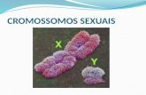 Cromossomos sexuais