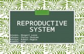 Comparative Anatomy - Reproductive System