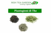 Presentazione mgh organic tea italia - da $210 a $1260 passivo mensile.