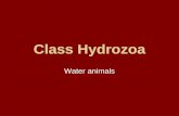 Class hydrozoa and anthozoa