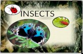 Insects - An Introduction for First Grade