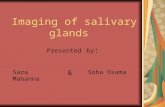 Imaging of salivary glands