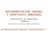 ® DIFERENCIACION SEXUAL Y GENITALES AMBIGUOS Instituto de Genetica Humana Pontificia Universidad Javeriana.