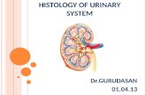 Histology of urinary system