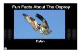 5 Kl Osprey