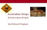 Dingo presentation for ddiploma