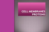 Cell membranes proteins