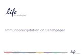 Immunoprecipitation on Benchpaper