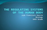The regulating systems of the human body