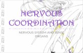 Nervous system and sense organs