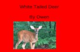 White tailed deer