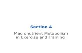 Section+4+exercise+metabolism%2 c+macronutrients+during+ex