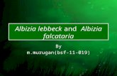 Albizia lebbeck and albizia falcataria final