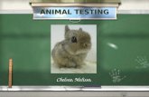Animal Testing Powerpoint