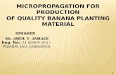 micro propagation of banana
