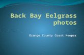 Back bay eelgrass project