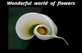 Wonderful  World  Of  Flowers