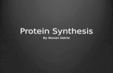 Steven detrie protein synthesis model