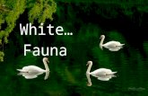 White Fauna