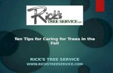 Ten Tips for Caring for Trees in the Fall