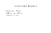 8  Beneficial Insects