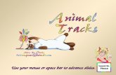 Animal Tracks 06 22 08