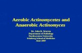 10 aerobic actinomycetes-and_anaerobic_____actinomyces_v1-_3