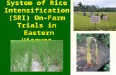 0630 System of Rice Intensification (SRI) On–Farm Trials in  Eastern Visayas