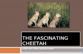 The fascinating cheetah