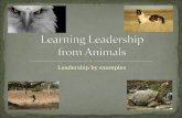 Leadership from animal kingdom