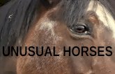 Unusual Horses