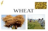 Wheat in india demand and supply