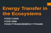 Energy transfer in the ecosystems