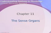 Chapter11 - Sense Organs