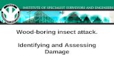 Wood boring insects