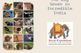 Royal Expeditions India's Big Seven