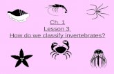 5th Grade-Ch. 1 Lesson 3 How do We Classify Invertebrates?