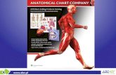 Best-Selling Anatomical Charts & Anatomical Models | ABE-IPS Bookstore