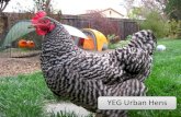 2014 YEG Urban Hens