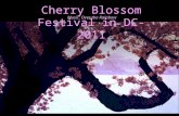 Doc 0-cherry blossom festival in dc-2011