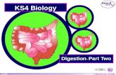 Ks4 digestion   part two