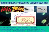 BACTERIAS:TENACES ADVERSARIOS Pared resistente. Sin núcleo. Ubicuas. Biodegradables. Más abundantes Antibióticos y resistencia. Enfermedades: tuberculosis,