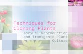 Techniques for cloning plants