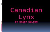Canadian lynx daisy
